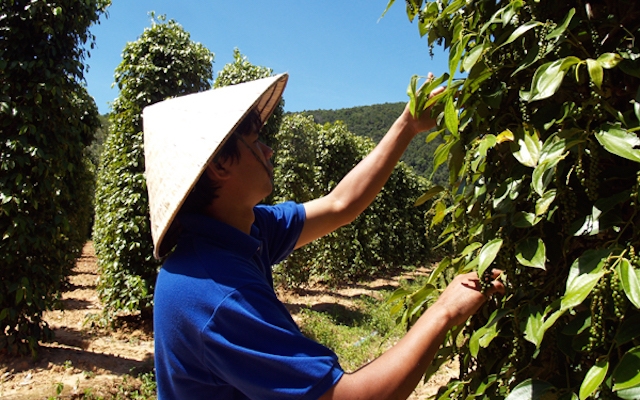 Pepper export revenue loses spice due to oversupply