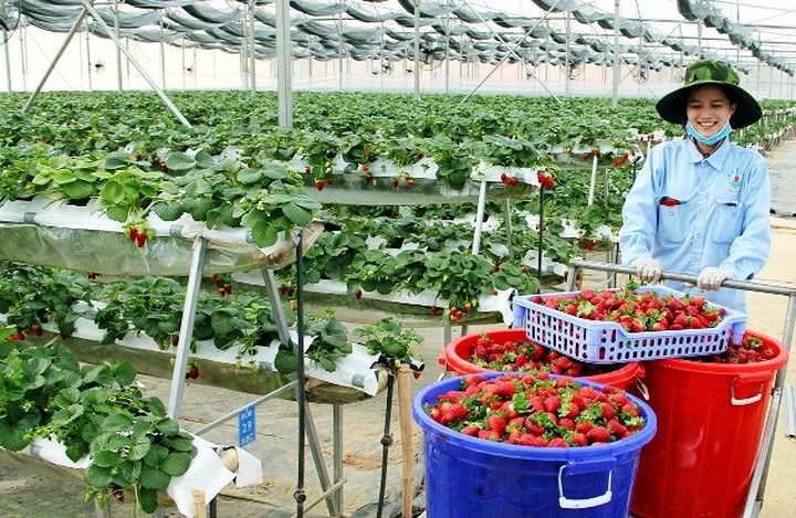 Strawberry growers rake in the profits from their garden bounties