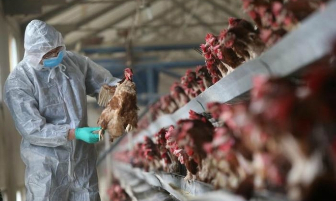 Vietnam wary as China grapples with deadly bird flu outbreak