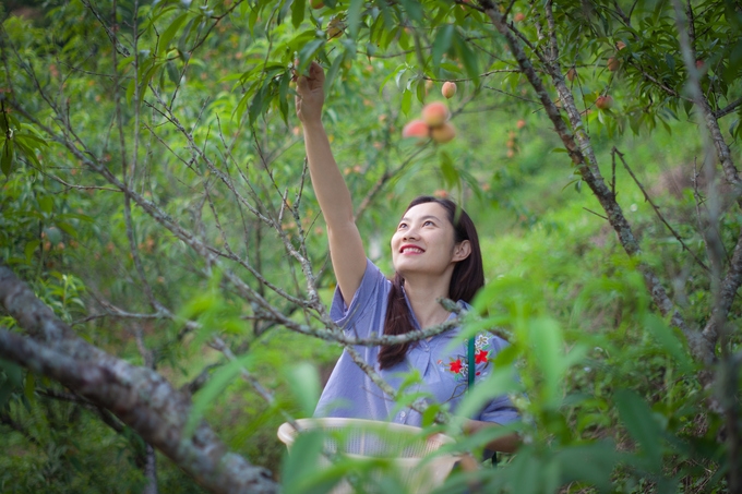 Farmers experiment with letting customers pick their own fruit