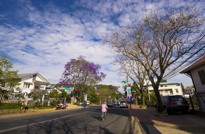 Vibrant jacaranda flowers in full bloom across Da Lat