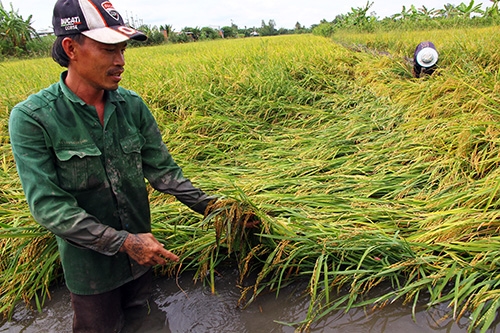 Heavy rain damages rice crops in southern Vietnam