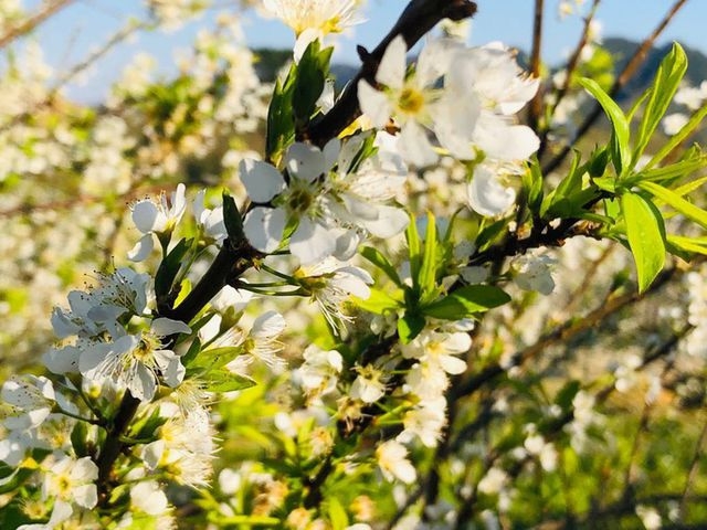 Vast flower fields in Moc Chau stun visitors