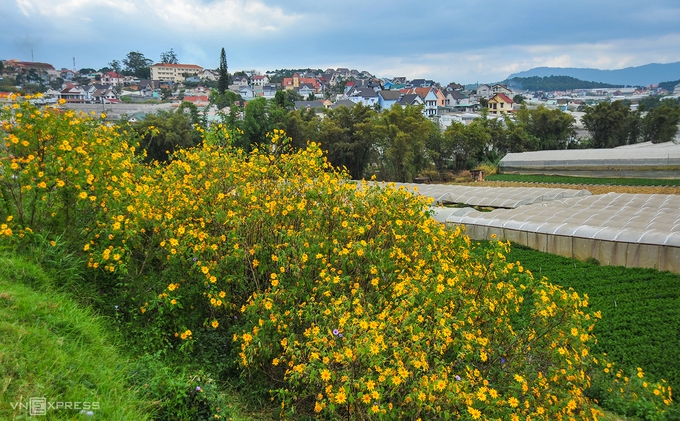 Wild sunflowers in full bloom descend on Da Lat