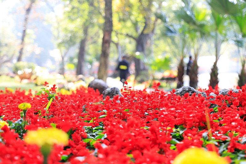 Flower road in the heart of Hanoi