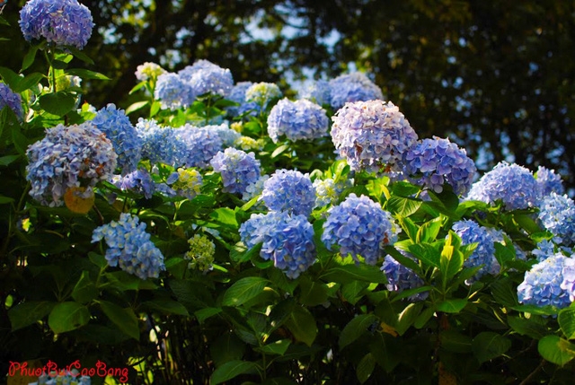 Discovering a ‘paradise’ of hydrangea flower gardens in Cao Bang