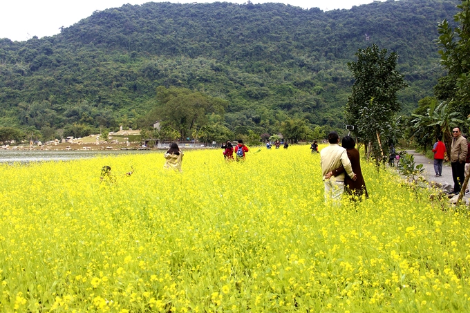 Visitors flock to see vibrant yellow mustard fields of Ninh Binh