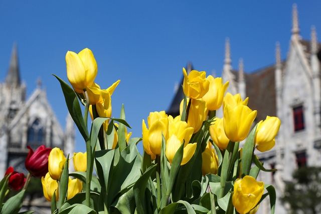 One million tulip flowers shine in Ba Na Hills