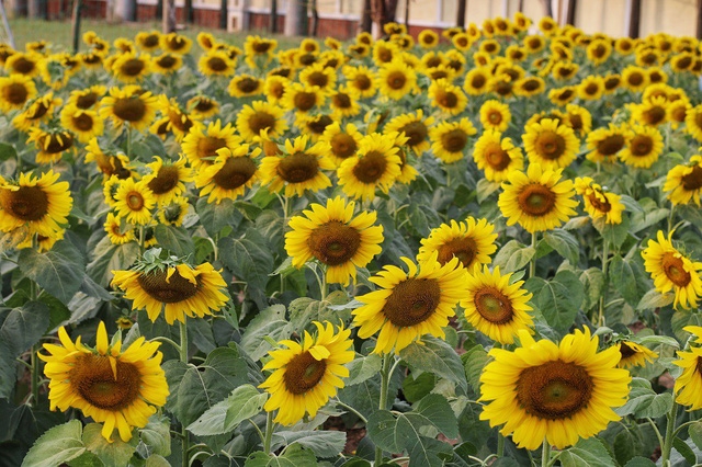 Discovering wild sunflower garden near Hanoi