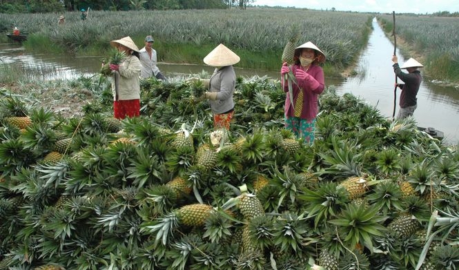 Imported fruit increasingly preferred by Vietnamese consumers