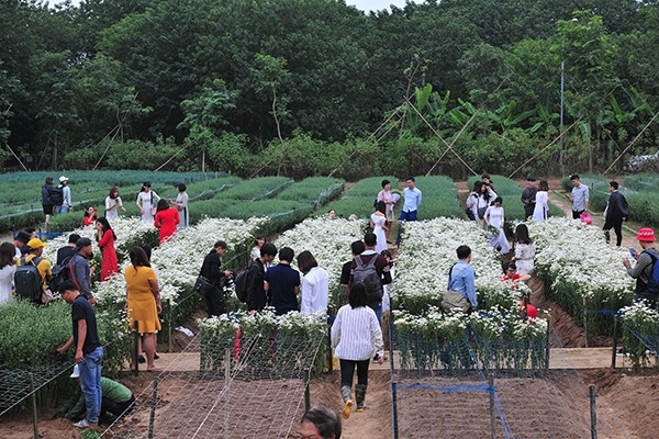 Young people flock to witness ox-eye daisy gardens in Hanoi