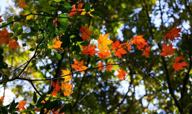 Discover the stunning beauty of red maple forests in Vietnam