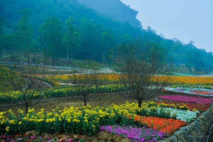 Flower garden in Ninh Binh attracts visitors during Tet