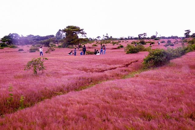 Discover vibrant pink grass hills of Gia Lai