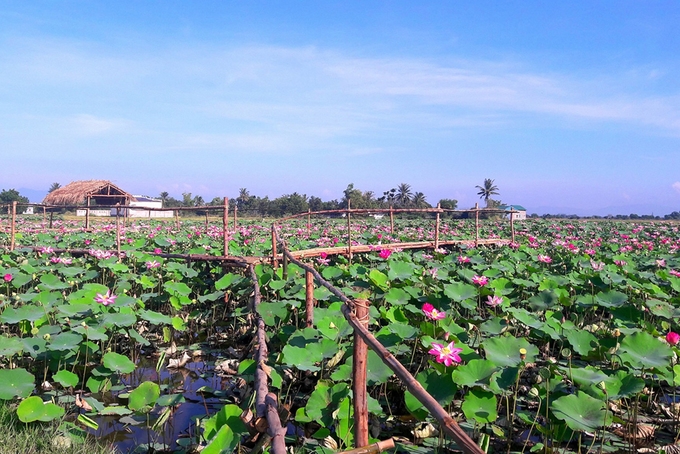 Stunning lotus blossom display in NinhThuan