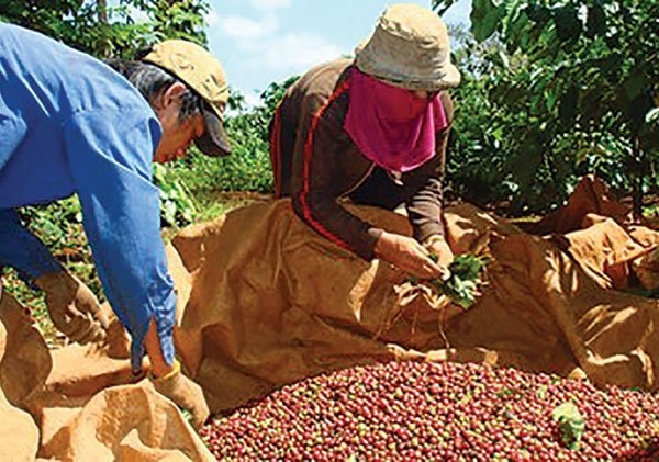 A sad year for Vietnam’s coffee industry