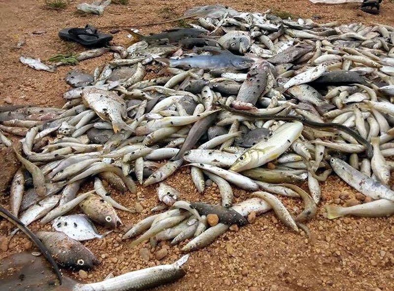 Tin ore leak kills fish in central Vietnam