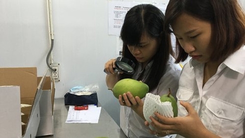 Vietnam earns more money from fruit than from crude oil