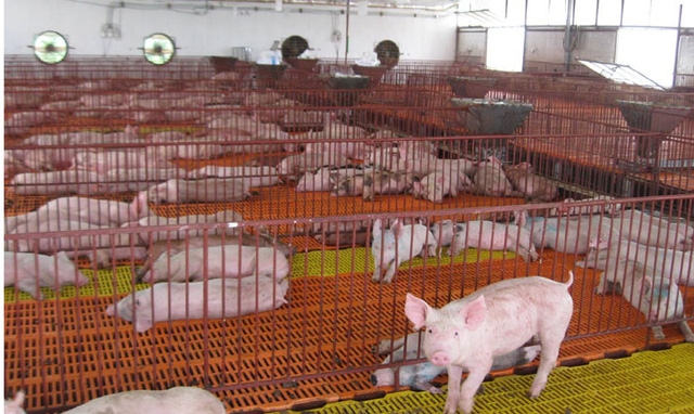 Cheap meat imports affecting domestic animal breeders