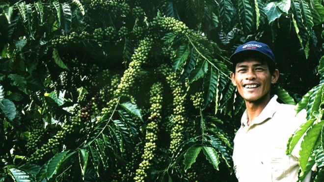 Vietnam vows to reorganize coffee production