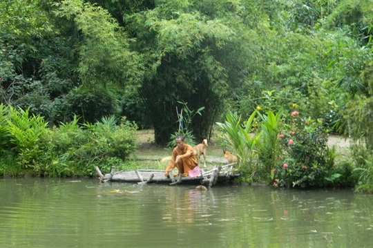 A monk's bamboo forest on Son Tra Mount