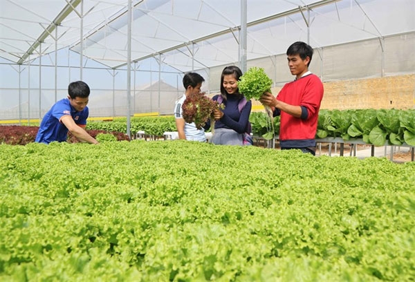 Farm tours in Da Lat attract tourists