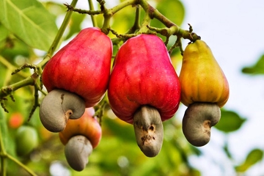 Technology turns cashew-nut shells into “gold”