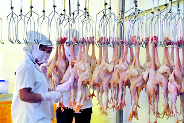 What’s behind chicken exports to Japan?