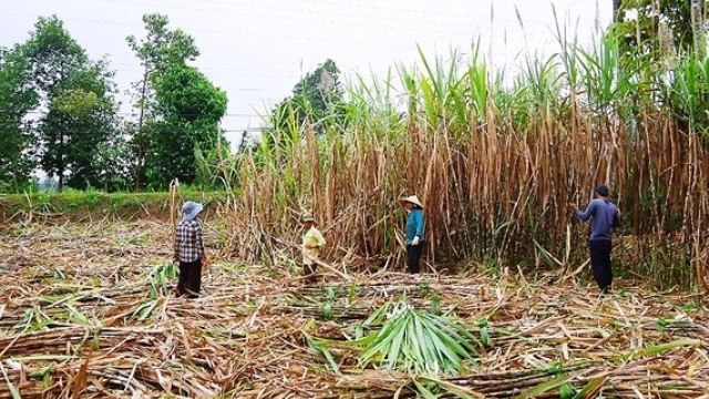 Sugar producers worried as inventory remains high