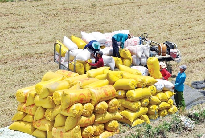 Rice exports: good news arrives, but worries still exist