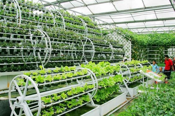 Where is Vietnam’s hi-tech agriculture?