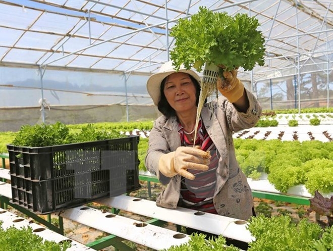 Vietnam province to get Japanese support to develop agriculture brand for export