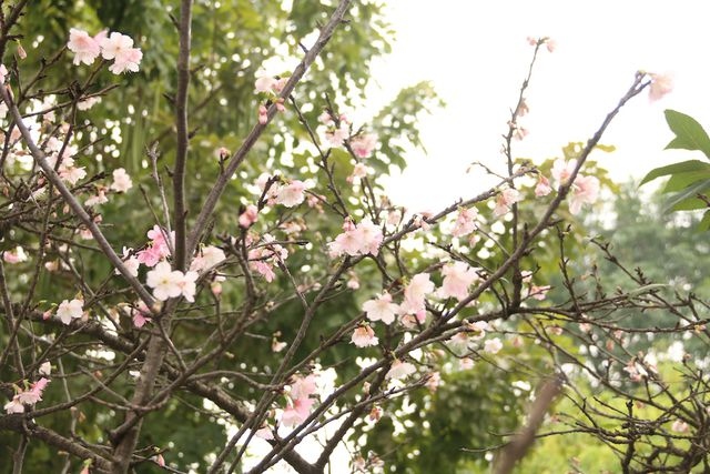 Stunning Japanese cherry blossoms in Hanoi