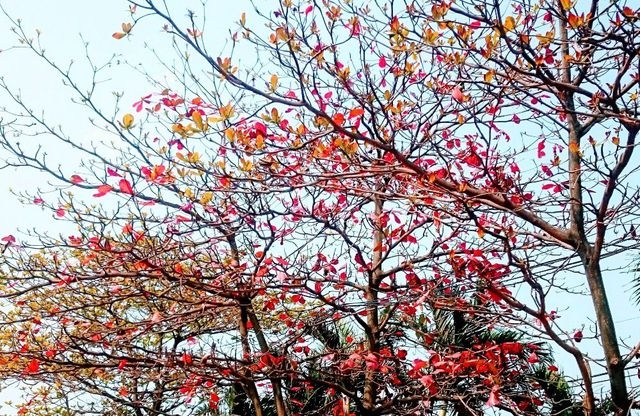 Colour change for Da Nang foliage creates beautiful scenery