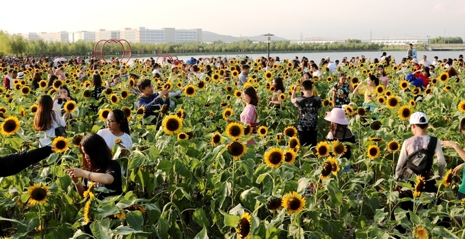 Hai Phong beautiful sunflower garden attractive to visitors