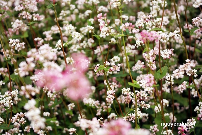 Da Lat brightened with Tam Giac Mach flowers blooming