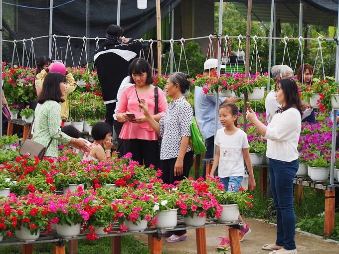 Sa Dec flower village drawing crowds as Tet nears