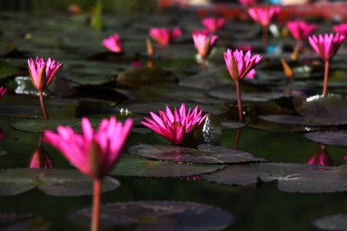 In photos: Water lilies blossom in Yen stream