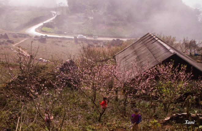 Wild peach blossoms brighten northwestern region