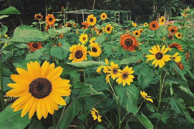 Visitors buzz around Tien Giang flower garden