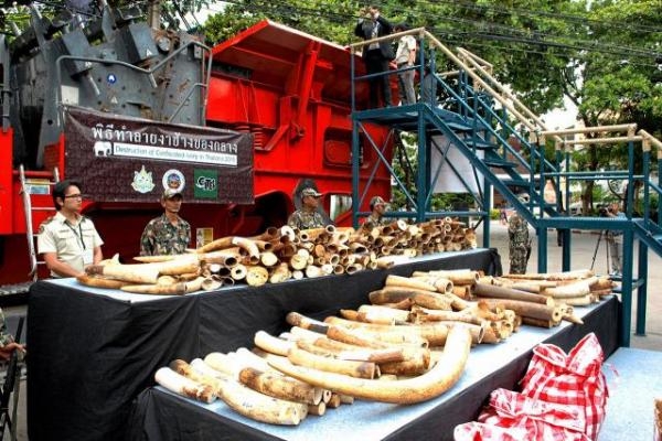 Removal of Thailand from CITES Ivory Watch List