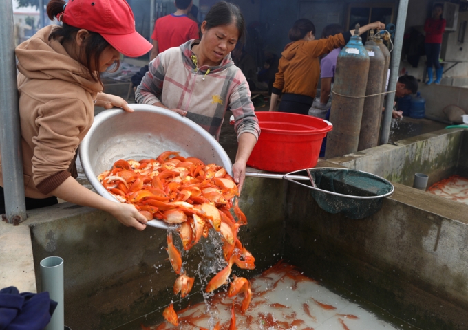 Holy mackerel! Village readies red carps for the Kitchen Gods