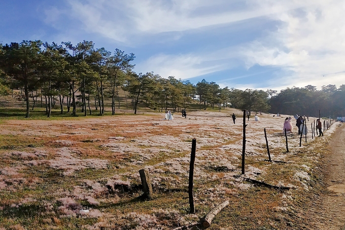 Pink grass hills of Da Lat entice visitors