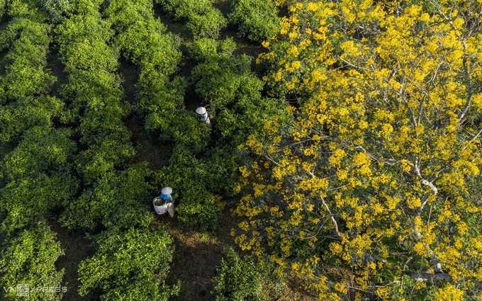 Discovering vibrant senna splendida flowers of Bau Can tea hill