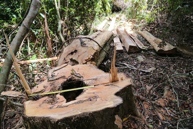 Locals uncover illegal logging operation deep