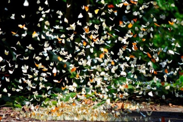 Best places to enjoy watching butterflies in Vietnam