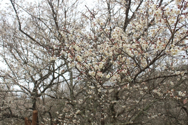 Moc Chau: Lost in paradise of white apricot flowers