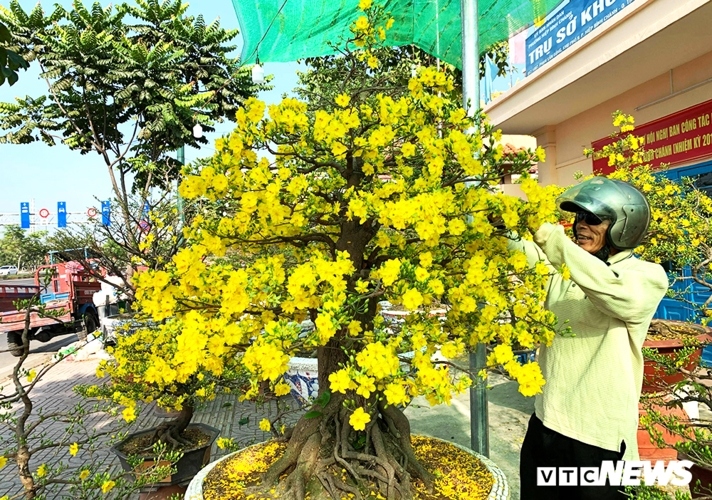 Apricot trees priced at VND400 million each on HCM City sidewalk