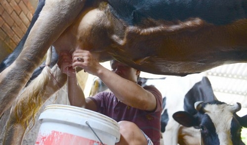 Vietnam cow farmers in dire straits over high domestic milk prices