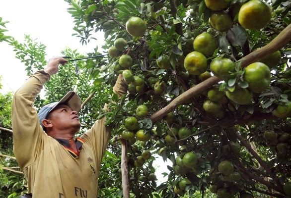 Mekong Delta needs to be innovative to overcome climate change